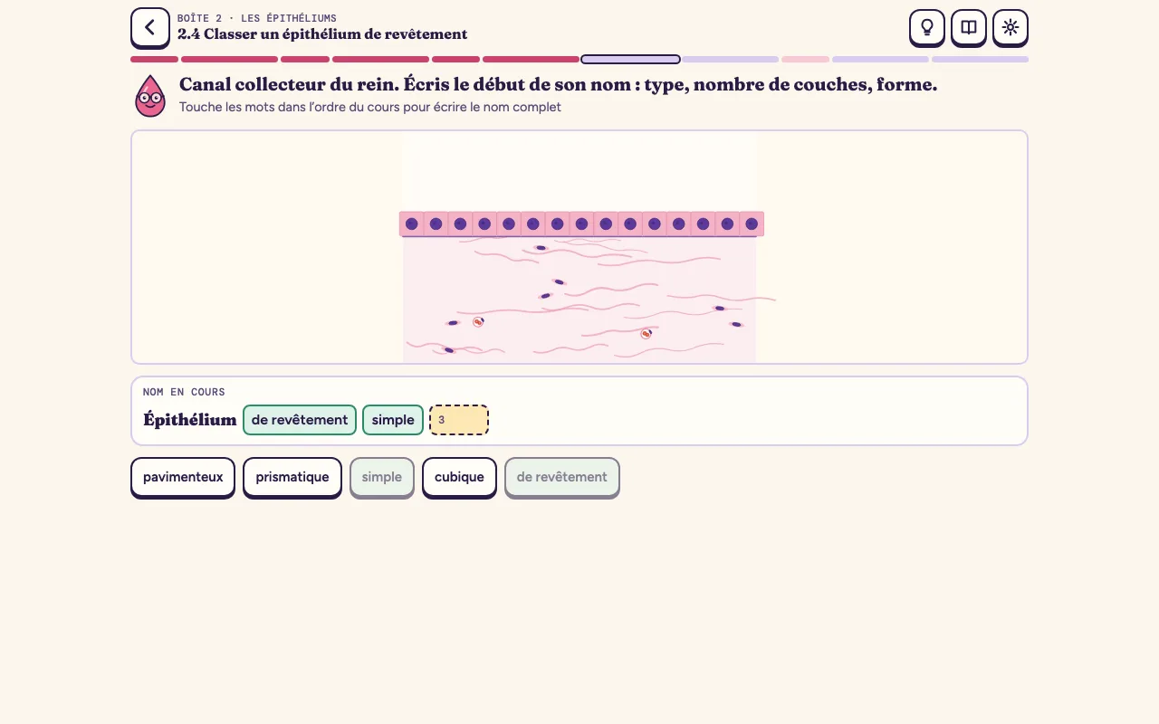 Lame 2.4 : la fiche d’identité d’un épithélium, « de revêtement » et « simple » déjà posés, la troisième case attend la forme