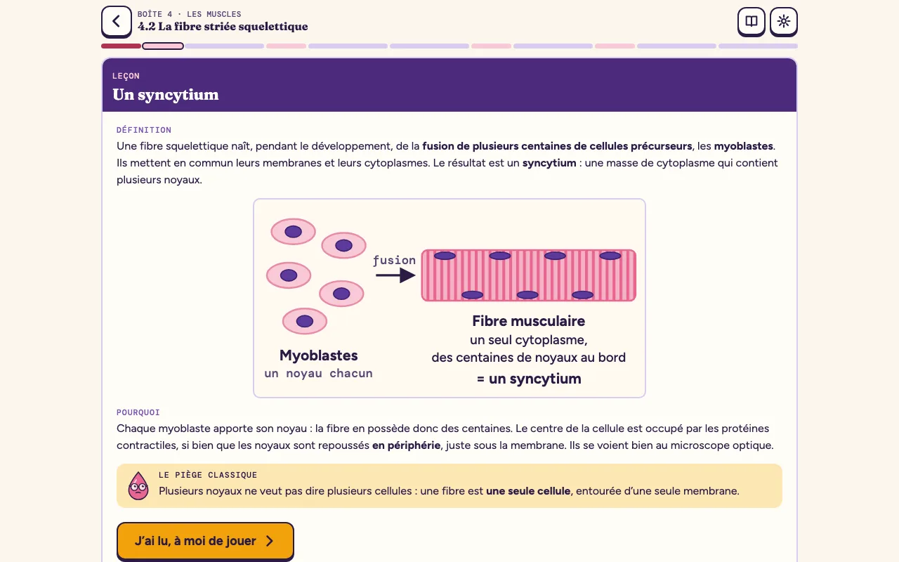 Une leçon du jeu, « Un syncytium » : la définition, un schéma des myoblastes qui fusionnent en une fibre, le pourquoi, puis le piège classique