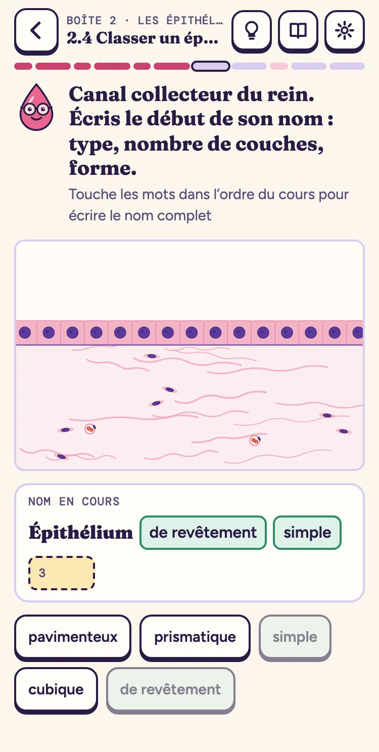 Sur téléphone : la fiche d’identité d’un épithélium, deux mots posés sur trois