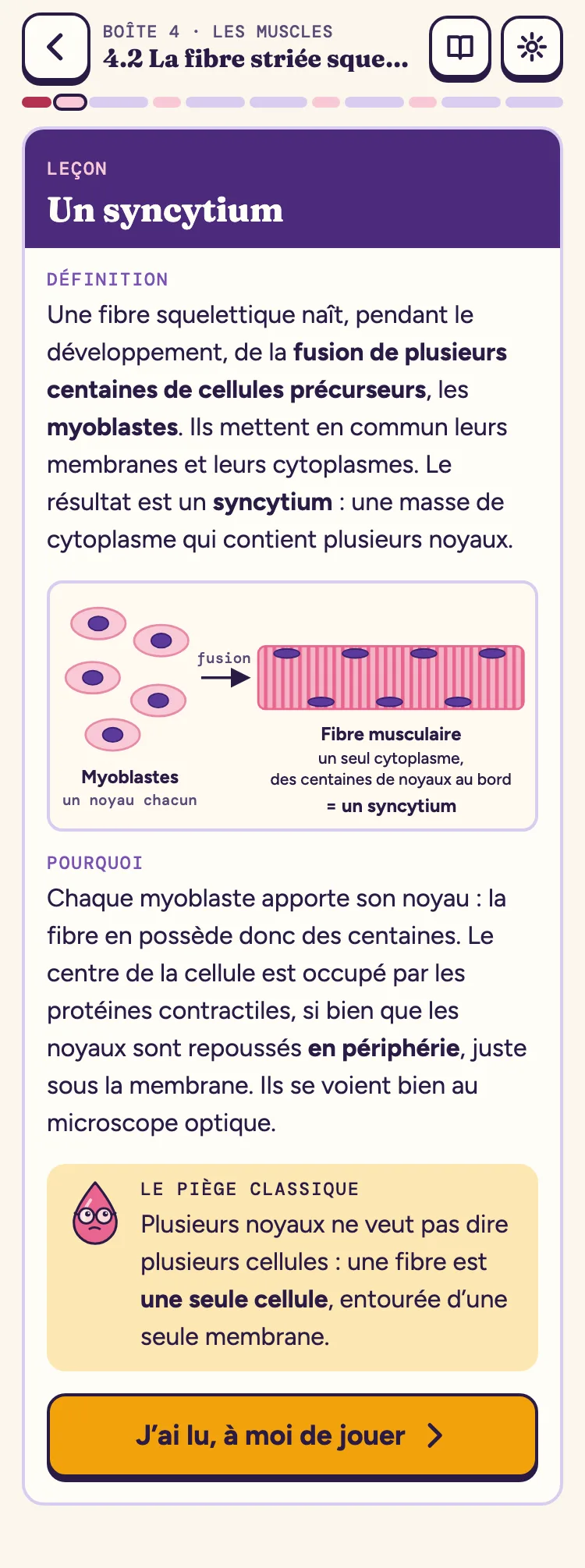 Sur téléphone : la leçon « Un syncytium », son schéma et son piège classique