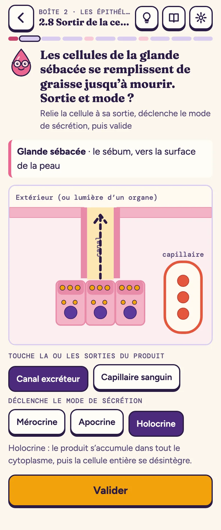 Sur téléphone : le trajet de la sécrétion d’une glande sébacée