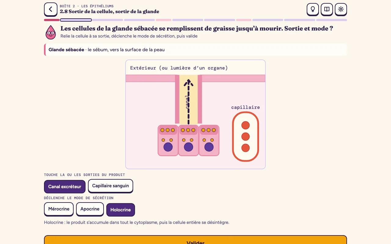 Lame 2.8 : une glande sébacée, le canal excréteur choisi comme sortie, et le mode de sécrétion holocrine déclenché
